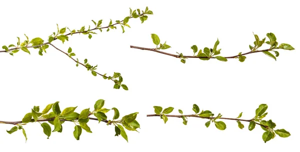 Κλαδί από ένα δέντρο μηλιάς με μικρά πράσινα φύλλα. Απομονωμένα σε whi — Φωτογραφία Αρχείου