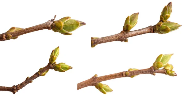 Swollen green buds on a branch of lilac. on a white background. — Stock Photo, Image