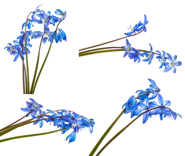 蓝色布什的盛开的雪莲花。白色背景上孤立. — 图库照片