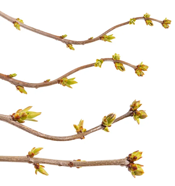 Swollen green buds on a branch of lilac. on a white background. — Stock Photo, Image