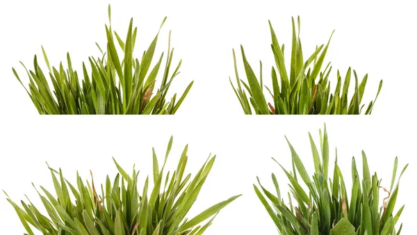 Yeşil çim çim beyaz arka plan üzerinde izole. Ayarla