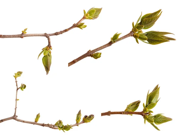 Jeunes feuilles vertes sur une branche lilas sur fond blanc. Ensemble — Photo