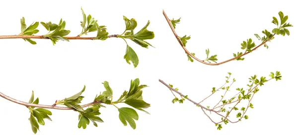 Um ramo de um arbusto de passa de Corinto com folhas verdes jovens. Isolado em — Fotografia de Stock