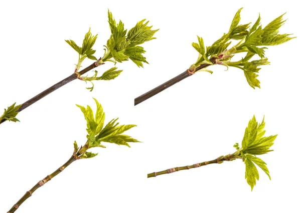 Branch of maple with young leaves isolated on white background. — Stock Photo, Image