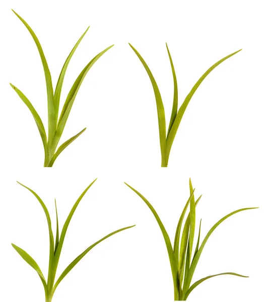 Groene bladeren van Daglelies geïsoleerd op een witte achtergrond. Instellen — Stockfoto