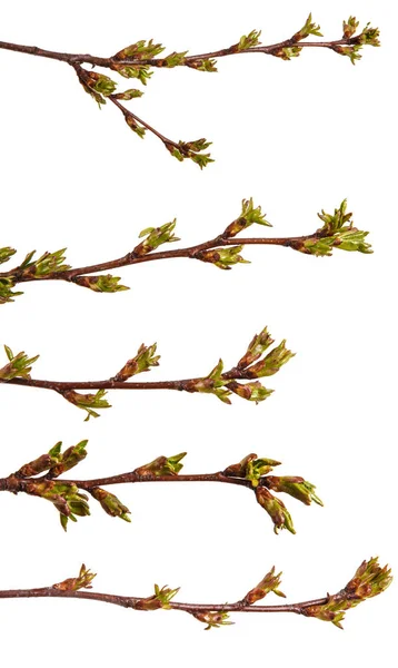 Swollen green buds on a branch of a cherry tree. Set — Stock Photo, Image