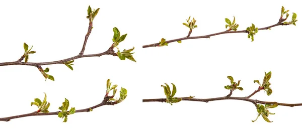 Branch of an apple tree with young leaves isolated on a white ba — Stock Photo, Image