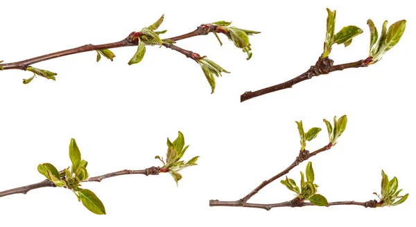 Branche d'un pommier aux jeunes feuilles isolées sur une ba blanche — Photo