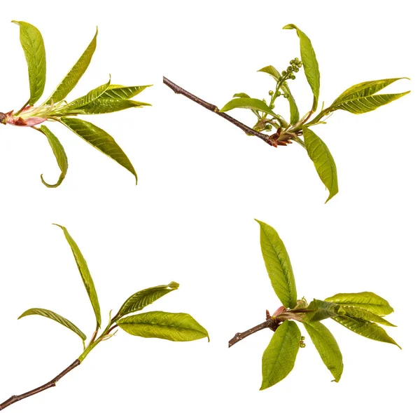 Маленьке зелене листя на вишневій гілці. Ізольовані на білому b — стокове фото