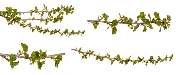Oddziałów agrest z młodych liści zielony. Na białym tle na Zielone Świątki — Zdjęcie stockowe
