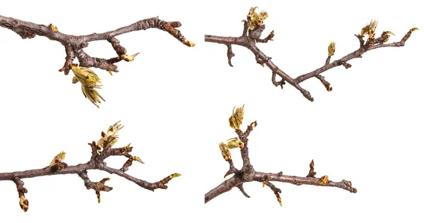 La rama de la pera con los brotes que florecen. Aislado sobre respaldo blanco — Foto de Stock