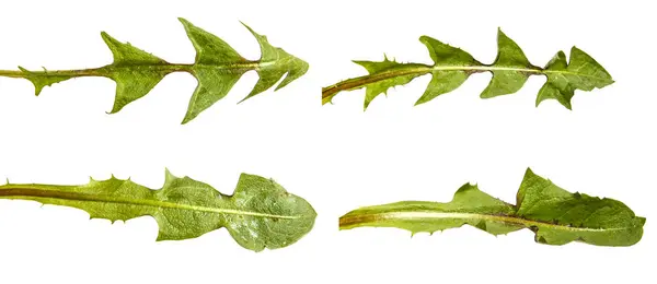 Green dandelion leaves. Isolated on white background. Set — Stock Photo, Image