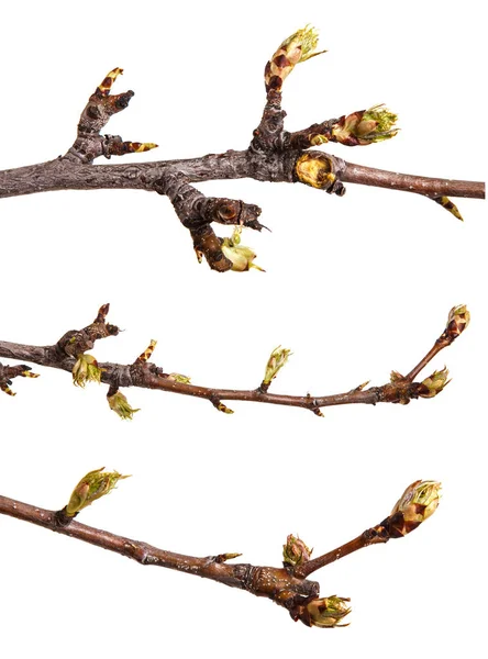 Ein Zweig einer Birne mit blühenden Knospen. isoliert auf weißem Rücken — Stockfoto