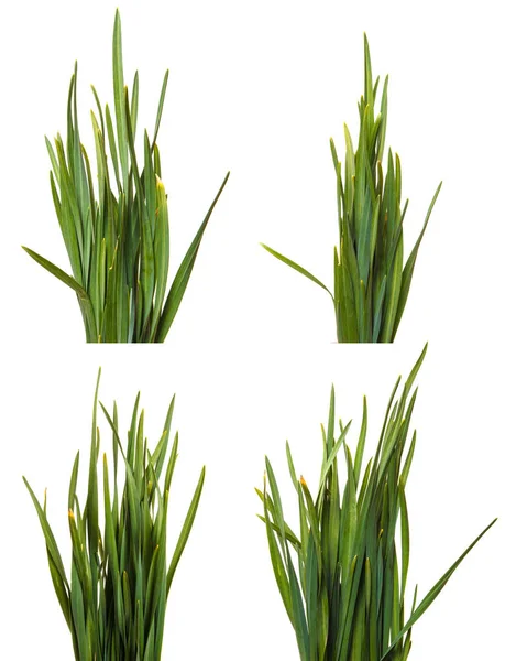 A bunch of green grass. Isolated on white background. Set — Stock Photo, Image