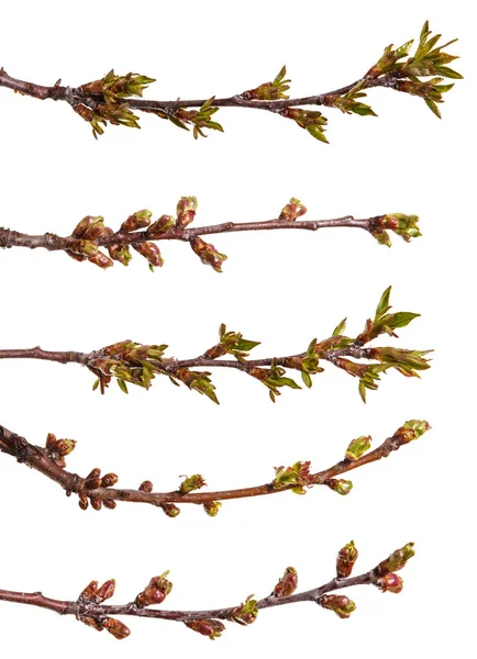 Genç unblown böbrekler ile kiraz ağacı dalı. Üzerinde izole 