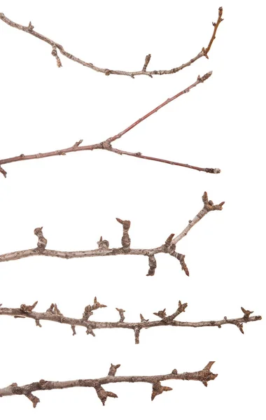 Seque ramos finos da árvore. isolado em fundo branco. Conjunto — Fotografia de Stock