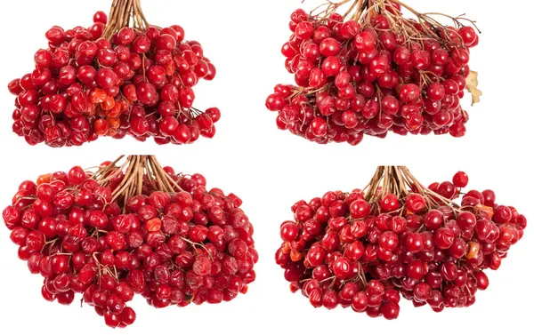 赤い果実ガマズミ属の木の束。白い背景上に分離。セット — ストック写真