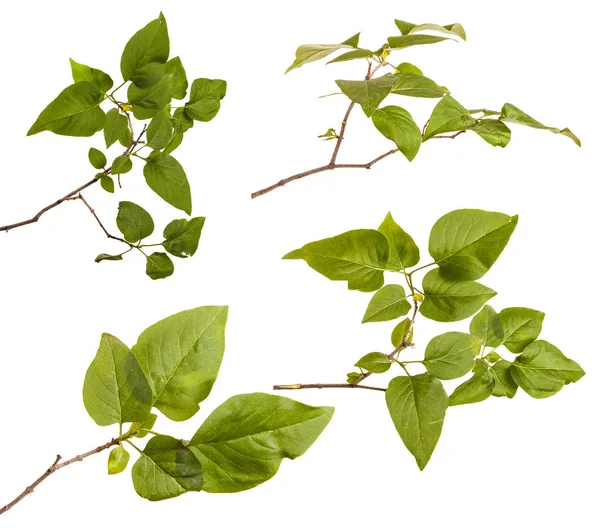 Lila bir çalının dalı. Beyaz arka plan üzerinde izole. Ayarla