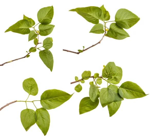 Lila bir çalının dalı. Beyaz arka plan üzerinde izole. Ayarla