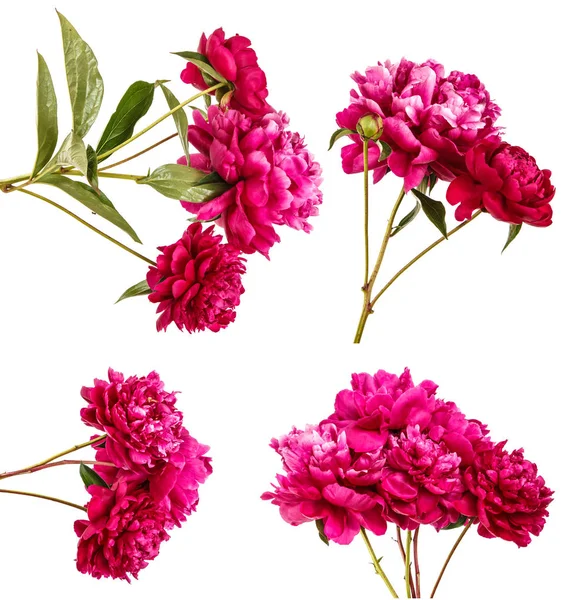 Kırmızı Şakayık çiçekleri buketi. Beyaz arka plan üzerinde izole. Ayarla