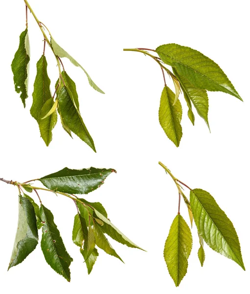 A branch of a cherry tree with green leaves. Isolated on white b