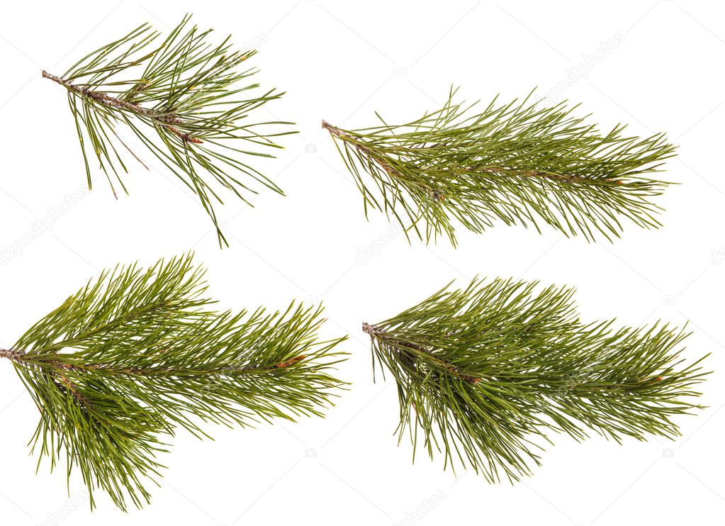 A branch of a pine tree. Isolated on white background. Set