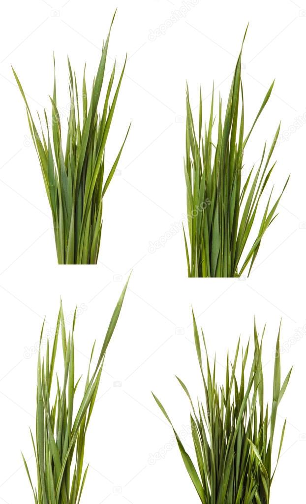 A bunch of green lawn grass. Isolated on white background. SET