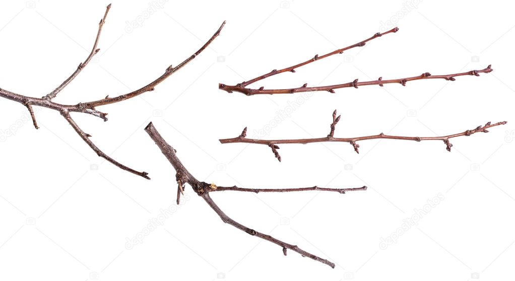 Dry tree branches isolated on white background. Set