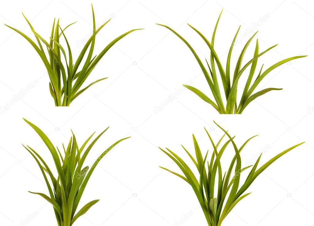 Green leaves of daylily isolated on white background. Set