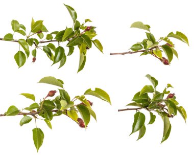 Olgunlaşmamış meyve ile grash ağacının dalını. Beyaz arkasında izole