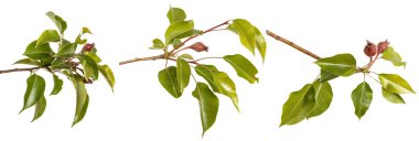 Olgunlaşmamış meyve ile grash ağacının dalını. Beyaz arkasında izole