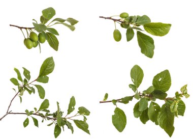 Bir erik ağacı dalı. Beyaz arka plan üzerinde izole. Ayarla