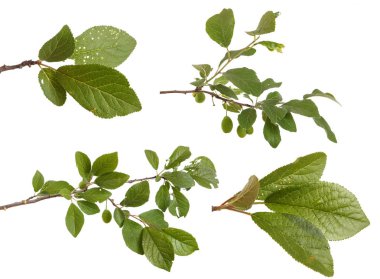 Bir erik ağacı dalı. Beyaz arka plan üzerinde izole. Ayarla