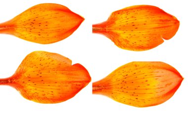 Portakal çiçeğim daylily tomurcuğu. Beyaz arka plan üzerinde izole. S