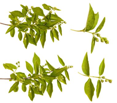 Yasemin Bush unblown çiçekli dal. WHI üzerinde izole