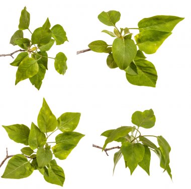 Genç yeşil yaprakları ile Lila bir çalı Şubesi. WH izole