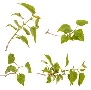 Genç yeşil yaprakları ile Lila bir çalı Şubesi. WH izole