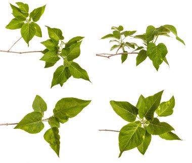 Genç yeşil yaprakları ile Lila bir çalı Şubesi. WH izole