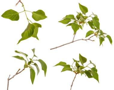 Genç yeşil yaprakları ile Lila bir çalı Şubesi. WH izole