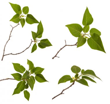 Genç yeşil yaprakları ile Lila bir çalı Şubesi. WH izole