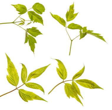 Akçaağaç dalları yeşil yaprakları ile. Beyaz arka plan üzerinde izole. 