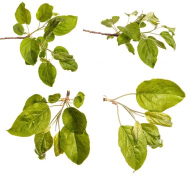 Yeşil yaprakları ile bir elma ağacı dalı. Beyaz b izole