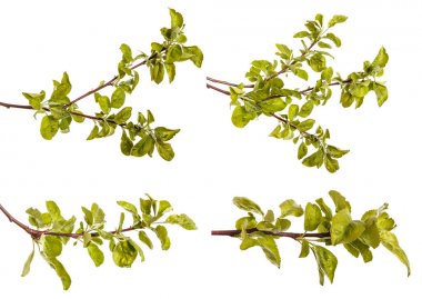 Yeşil yaprakları ile bir elma ağacı dalı. Beyaz b izole