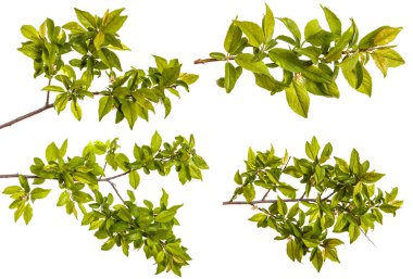 bir erik ağacı dalı. Beyaz arka plan üzerinde izole. Ayarla