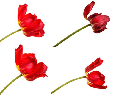 Kırmızı lale soluk tomurcukları. Beyaz arka plan üzerinde izole. Ayarla
