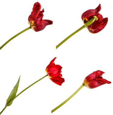 Kırmızı lale soluk tomurcukları. Beyaz arka plan üzerinde izole. Ayarla