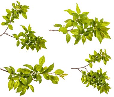 bir erik ağacı dalı. Beyaz arka plan üzerinde izole. Ayarla