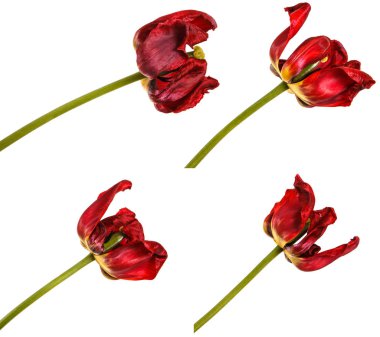Kırmızı lale soluk tomurcukları. Beyaz arka plan üzerinde izole. Ayarla