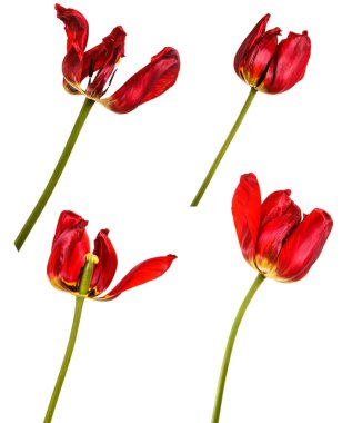 Kırmızı lale soluk tomurcukları. Beyaz arka plan üzerinde izole. Ayarla