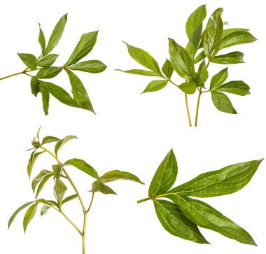 Şakayık çiçekleri yeşil lahanası. Beyaz arka plan üzerinde izole. Se